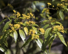 Azara lanceolata