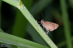 Callimormus radiola radiola