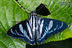 Jemadia