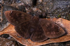 Nisoniades