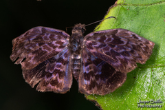 Cycloglypha thrasibulus