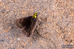 Gorgopas chlorocephala