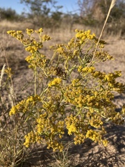 Sartwellia flaveriae