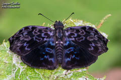 Cycloglypha caeruleonigra