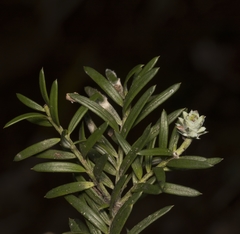 Saxegothaea conspicua