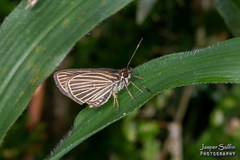 Callimormus radiola radiola