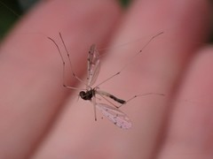 Dicranota maculata