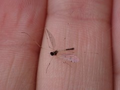 Dicranota maculata