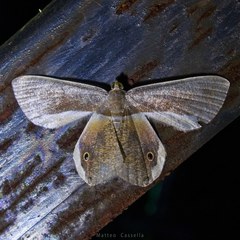 Opisthoxia formosante