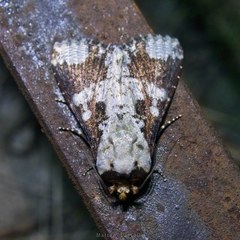 Condica mimica