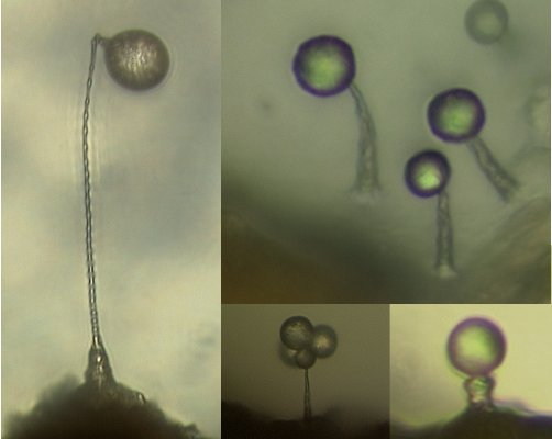 Protosteliales