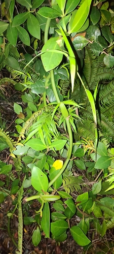 Image of Vanilla poitaei by (c) ritirene, some rights reserved (CC BY)
