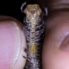 Californiulus yosemitensis