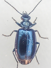 Lebia