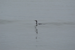 Nannopterum brasilianum