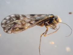 Philotarsus arizonicus