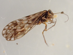 Philotarsus arizonicus