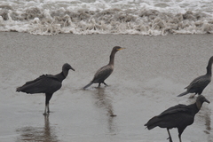 Nannopterum brasilianum
