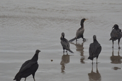 Nannopterum brasilianum