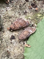 Choanopomops largillierti