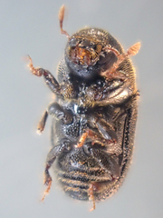 Phloeosinus