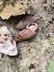 Choanopomops largillierti