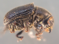 Phloeosinus