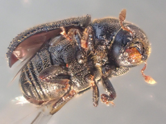 Phloeosinus