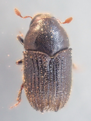 Phloeosinus