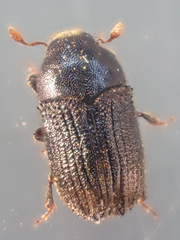 Phloeosinus
