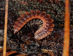 Pseudopolydesmus canadensis