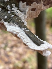 Irpex lacteus