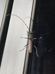 Juiaparus batus