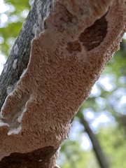 Irpex lacteus