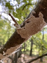 Irpex lacteus