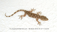 Gekko swinhonis