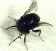 Scutellista caerulea