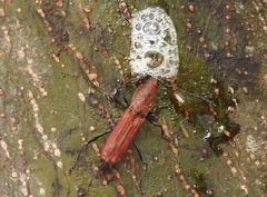 Assycuera rubella