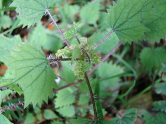 Urtica sykesii