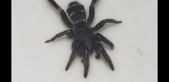 Latonigena