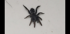Latonigena