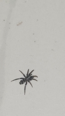 Latonigena