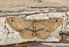 Idaea semilinea