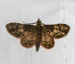 Gymnoscelis roseifascia