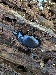 Sphaeroderus stenostomus stenostomus
