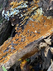 Botryobasidium aureum