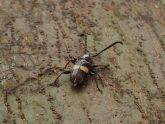 Lissonotus flavocinctus puncticollis