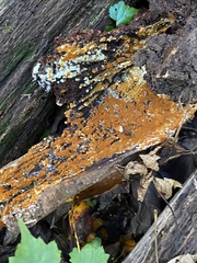 Botryobasidium aureum