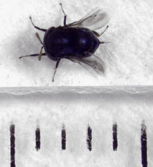 Scutellista caerulea