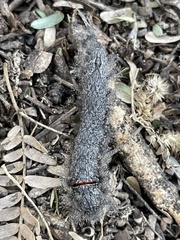 Apotolype brevicrista